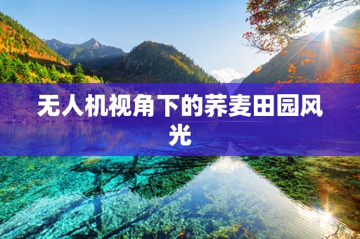 无人机视角下的荞麦田园风光