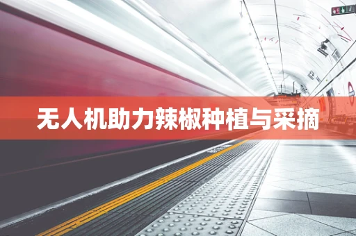 无人机助力辣椒种植与采摘