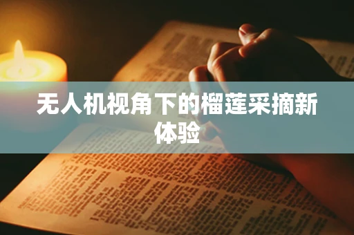 无人机视角下的榴莲采摘新体验