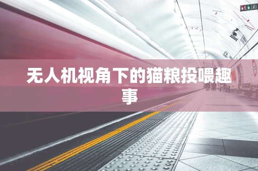 无人机视角下的猫粮投喂趣事