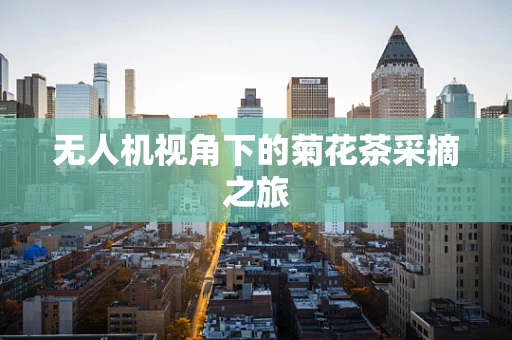 无人机视角下的菊花茶采摘之旅